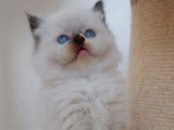 À réserver, 4 chatons Ragdoll LOOF
