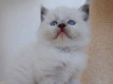 À réserver, 4 chatons Ragdoll LOOF