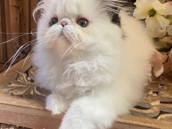 Sublime chaton Persan à vendre