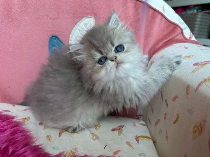 À réserver, 1 chaton Persan femelle (LOOF)