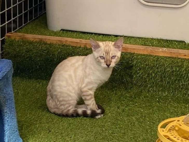 3 chatons mâles Bengal LOOF à vendre