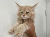 1 chaton Maine Coon mâle à vendre (LOOF)