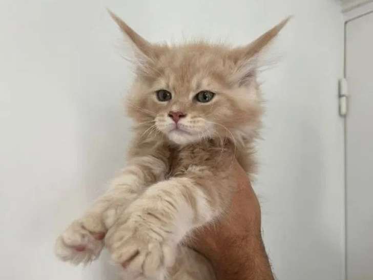 1 chaton Maine Coon mâle à vendre (LOOF)