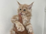 1 chaton Maine Coon mâle à vendre (LOOF)