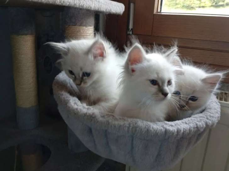 3 chatons Sacré de Birmanie LOOF à réserver