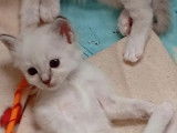 3 chatons Sacré de Birmanie LOOF à réserver