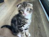 Chatons Scottish Fold mâle à vendre