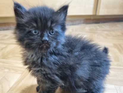 Chatons de race Sibérien à vendre (4 femelles & 3 mâles)