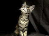 Chatons Maine Coon à vendre