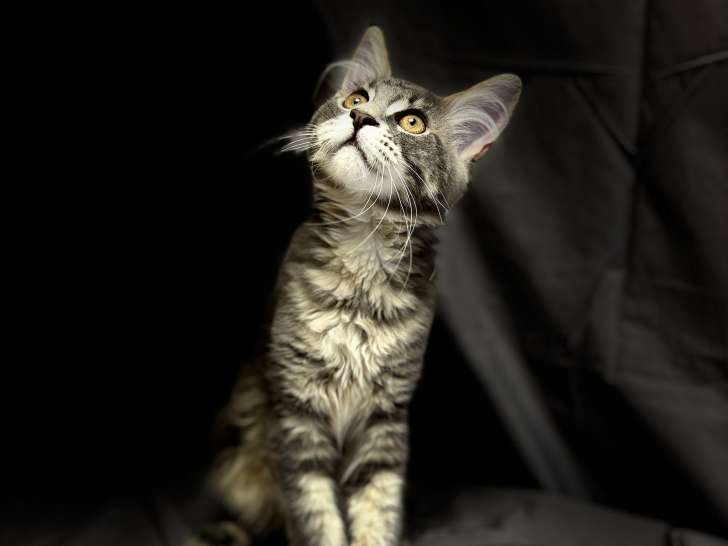 Chatons Maine Coon à vendre