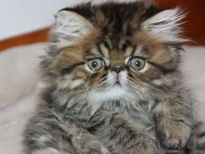 ANTON, mâle Persan de couleur Black Golden Shaded