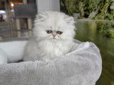 Superbes chatons Persans LOOF disponibles à la reservation