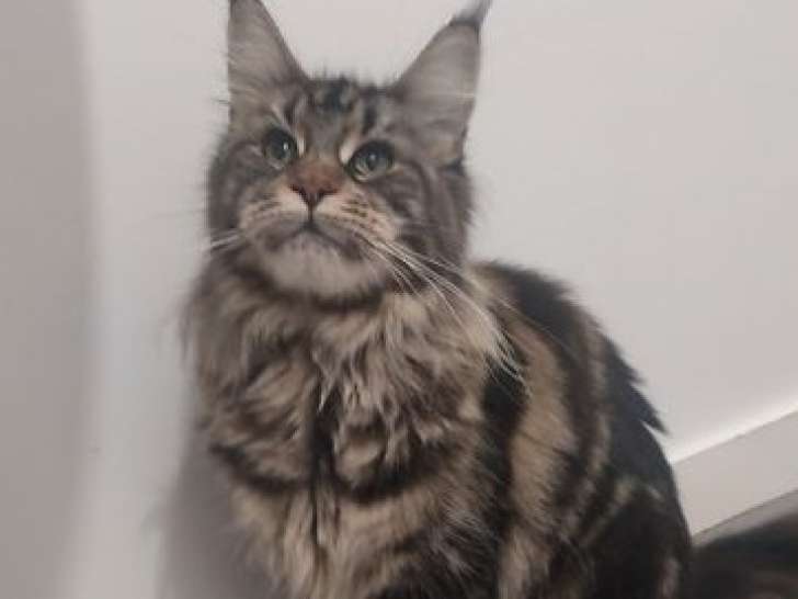 Chatte Maine Coon LOOF, 2 ans, brown blotched tabby à vendre