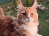 Chatte Maine Coon LOOF, 1 an, red blotched tabby et blanc à vendre