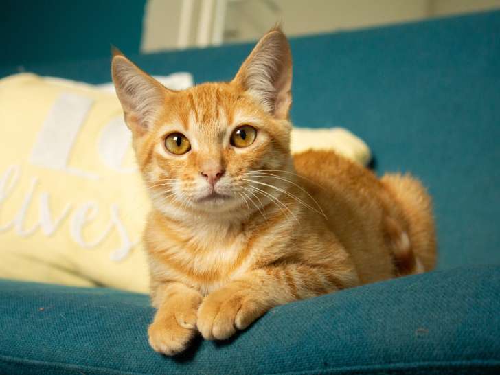 Sunny, chaton roux à adopter en association