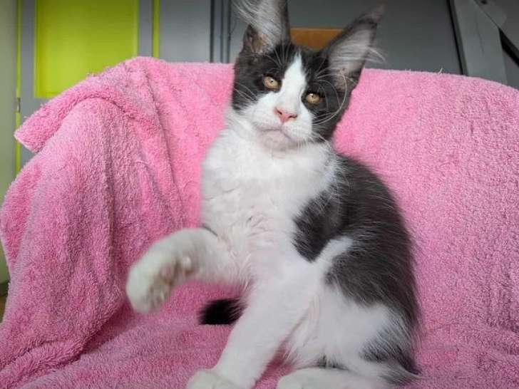 2 chatons Maine Coon LOOF, mâle et femelle à réserver, nés en mai 2025