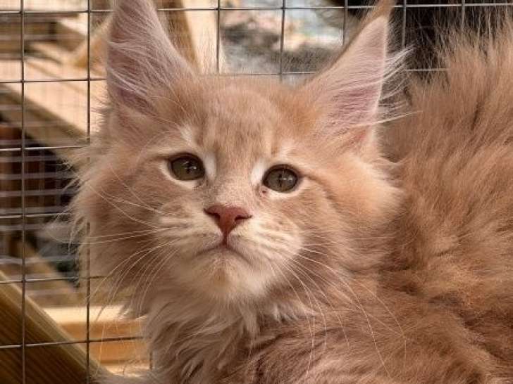 À réserver, 2 chatons Maine Coons LOOF, un mâle crème et une femelle bleu de juin 2025