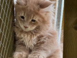 À réserver, 2 chatons Maine Coons LOOF, un mâle crème et une femelle bleu de juin 2025