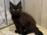1 chaton femelle Maine Coon black LOOF née en juin 2025 à vendre