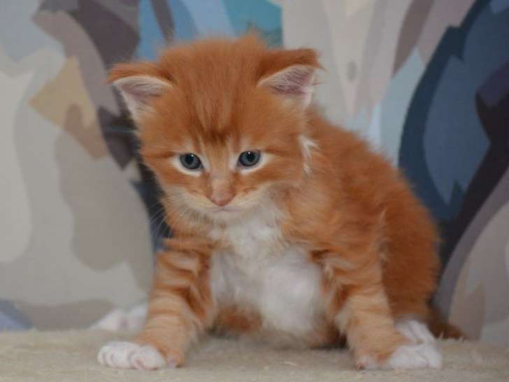 4 chatons mâles Maine Coons LOOF à réserver, nés d’août 2025
