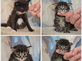 4 chatons Maine Coons LOOF nés en août 2025 à réserver
