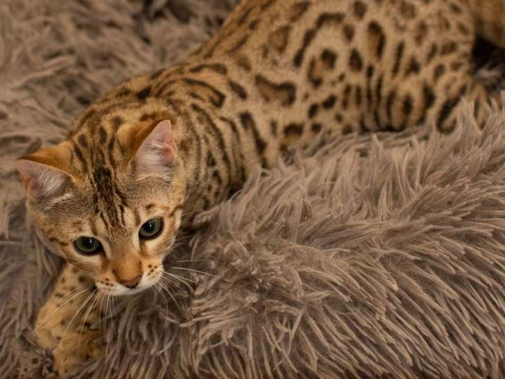 1 chaton femelle Bengal brown spotted née en février 2025 à vendre