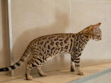 1 chaton femelle Bengal brown spotted née en février 2025 à vendre