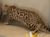 1 chaton femelle Bengal brown spotted née en février 2025 à vendre