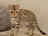1 chaton femelle Bengal brown spotted née en février 2025 à vendre