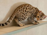 1 chaton femelle Bengal brown spotted née en février 2025 à vendre