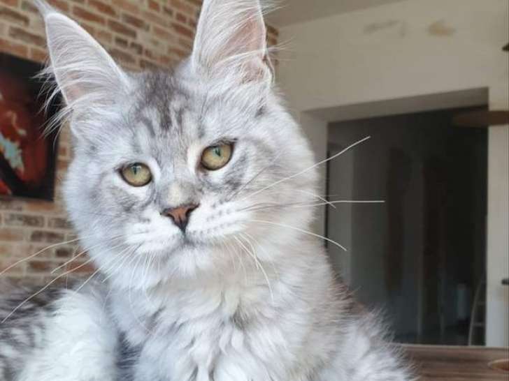 Chatte Maine Coon LOOF black silver de 2 ans à adopter