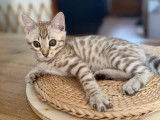 2 chatons mâles Bengals snow mink LOOF nés en juin 2025 à vendre