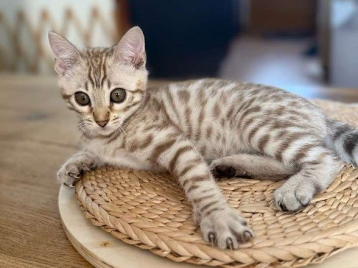 2 chatons mâles Bengals snow mink LOOF nés en juin 2025 à vendre