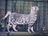 1 chat Bengal silver disponible pour saillie, LOOF