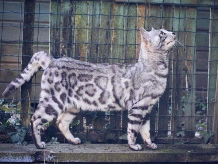 1 chat Bengal silver disponible pour saillie, LOOF