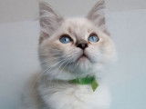 À vendre, 5 chatons Ragdolls LOOF seal tabby point de juin 2025, 3 femelles et 2 mâles