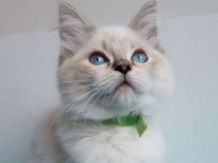 À vendre, 5 chatons Ragdolls LOOF seal tabby point de juin 2025, 3 femelles et 2 mâles