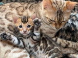 À réserver, 2 chatons femelles Bengals LOOF brown tabby de juillet 2025