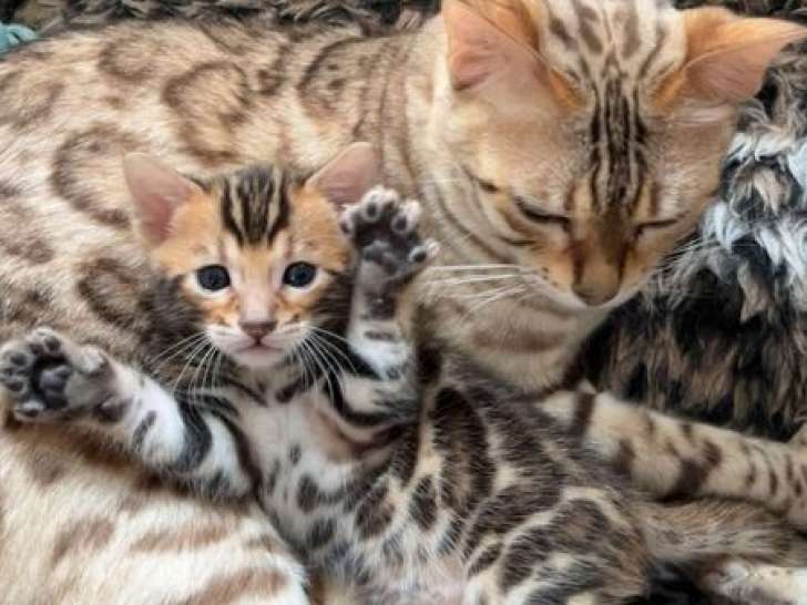 À réserver, 2 chatons femelles Bengals LOOF brown tabby de juillet 2025