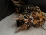 À réserver, 2 chatons femelles Bengals LOOF brown tabby de juillet 2025
