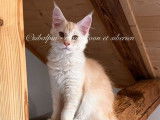 À vendre, 1 chaton mâle Maine Coon LOOF Red Silver Ticked Tabby de juin 2025
