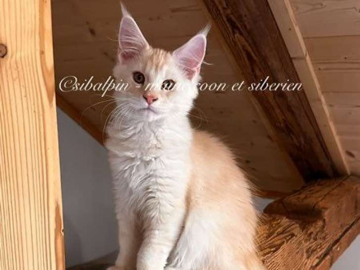 À vendre, 1 chaton mâle Maine Coon LOOF Red Silver Ticked Tabby de juin 2025