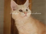 À vendre, 1 chaton mâle Maine Coon LOOF Red Silver Ticked Tabby de juin 2025