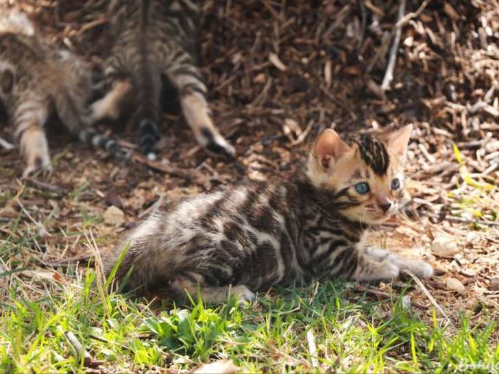 À réserver, 2 chatons femelles Bengals LOOF brown tabby de juillet 2025