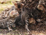 À réserver, 2 chatons femelles Bengals LOOF brown tabby de juillet 2025