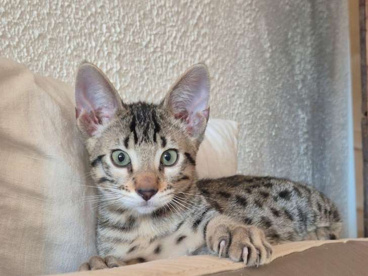 À réserver, 1 chaton Savannah F6 mâle LOOF spotted