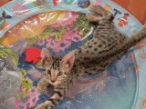 À réserver, 1 chaton Savannah F6 mâle LOOF spotted