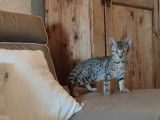 À réserver, 1 chaton Savannah F6 mâle LOOF spotted