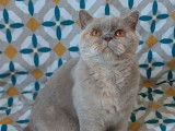 À vendre, 1 chatte British Shorthair LOOF lilac tortie née en avril 2022