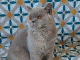 À vendre, 1 chatte British Shorthair LOOF lilac tortie née en avril 2022